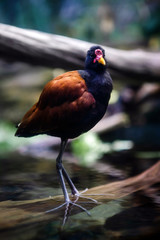 Common Moorhen Bird Standing on Log in Water