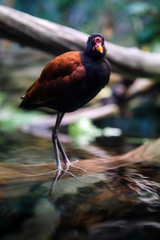 Common Moorhen Bird Standing on Log in Water