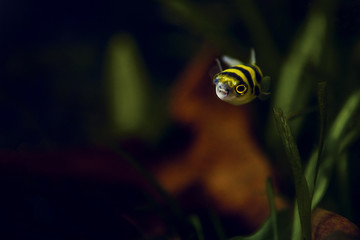 Yellow and Black Vertical Striped Small Tropical Fish