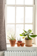 Fototapeta na wymiar Tropical plants on a window sill