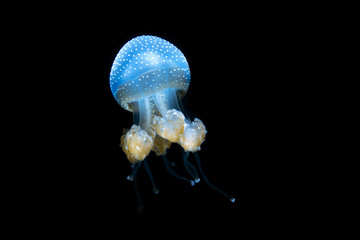 Spotted Jellyfish 