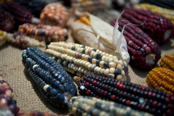 Variedades de maíz en México