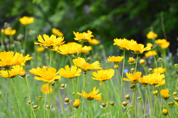 Fototapeta premium Wildflower