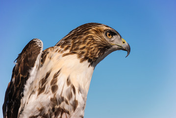 Closeup of Swainson's Hawk (Buteo swainsoni) against Blue Sky