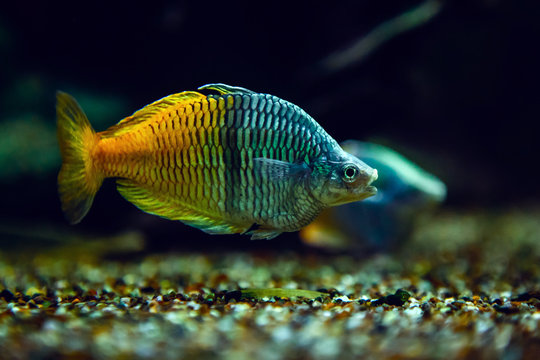 Boeseman Rainbow Tropical Fish in Water