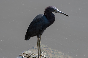Little Blue Heron (Egretta Caerulea) on a  lagoon at Niteroi, Rio de Janeiro, Brazil.