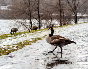 oiseaux en hiver