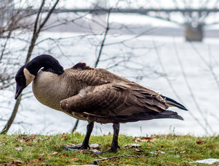 journée grise oiseau