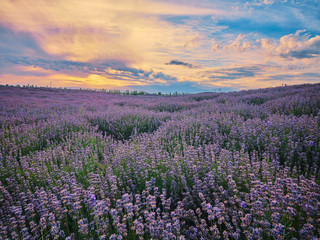 Fototapeta premium sunset time of human grassland in xinjiang