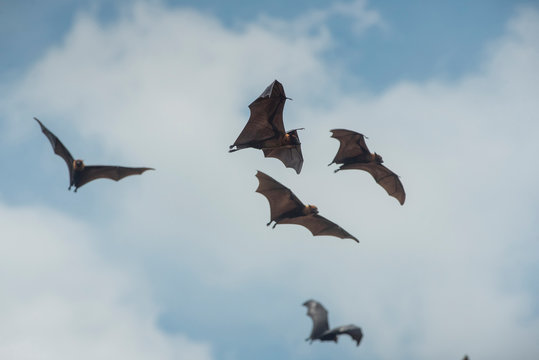Bat flying on blue sky background ,Lyle's flying fox