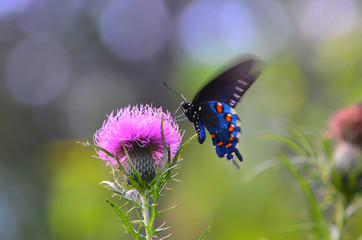 Fototapeta premium Butterfly