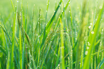dew on leaf farm field.green background. field, paddy,  rice field farm,   View of Young rice, sprout ready to growing in the rice field 