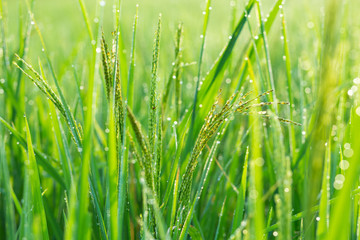 dew on leaf farm field.green background. field, paddy,  rice field farm,   View of Young rice, sprout ready to growing in the rice field 