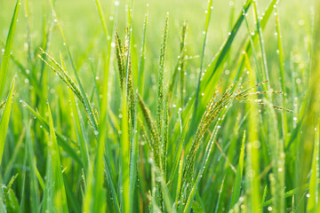 The beauty of Thailand rice, beautyfull background. field, paddy,  rice field farm,   View of Young rice, 
