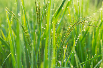 Plakat dew on leaf farm field.green background. field, paddy, rice field farm, View of Young rice, sprout ready to growing in the rice field 