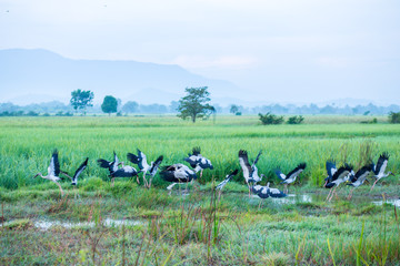 Obraz na płótnie Canvas flock of geese in field.bird flying in farm rice.