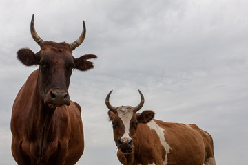 Cow in pasture