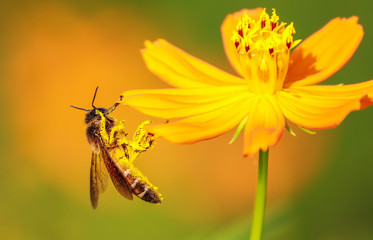 honey bee macro on yellow cosmos flower 