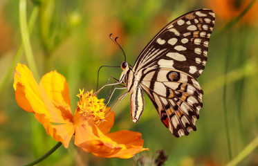 lime butterfly macro on cosmos flower 