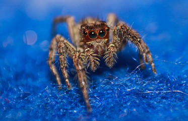 wild spider macro photography 
