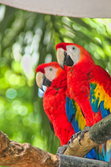 Scarlet Macaw, Red Macaw or Ara Macao in Flight, Costa Rica