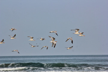Fototapeta na wymiar Birds in Flight over the Ocean