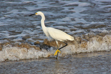 Heron (garza) at the beach in Costa Rica