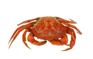 single steamed crab isolated on white background