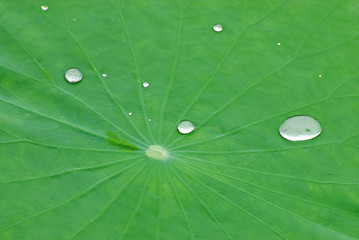 close up on green lotus leaf with dew
