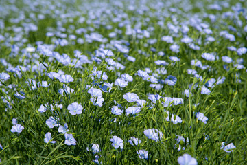 Blooming flax oilseed field in Saskatchewan, Canada in full bloom.