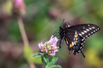 Fototapeta premium Black Butterfly 
