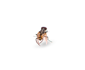 fly isolated on a white background