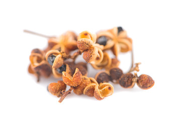 Zanthozylum limonella Alston on white background