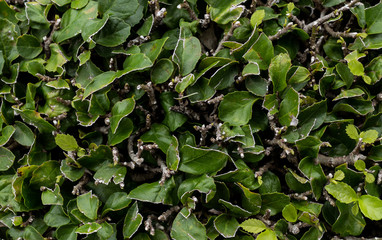 Fototapeta na wymiar closeup green leaf and texture background