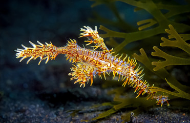 The ornate ghost pipefish is special and small fish. Their name got because they are found in a particular place only a few days before they disappear mysterious like a ghost
