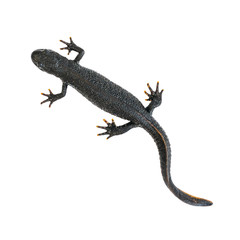 Fototapeta premium Black Triton lizard isolated on white background. The view from the top.