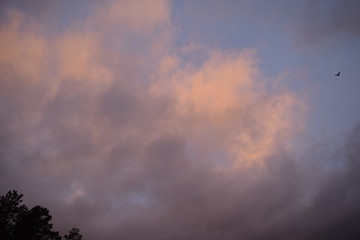 Fototapeta na wymiar Cloudy sky background with bird