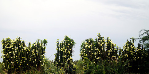 cactus with full flower