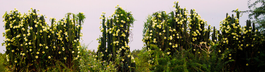 Cactus with flower
