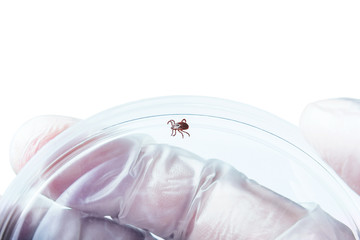 Lyme Disease Infected Tick Parasite Insect Laboratory Tube Glass Vial Science Medical Research...