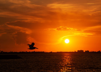 Bird Pelican silhouette flying in the sunset sky beach