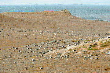 Penguins - Magdalena Island - Chile