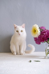 White Cat And  Pink Flowers In Vase.