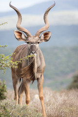 Big Kudu bull browsing on tree