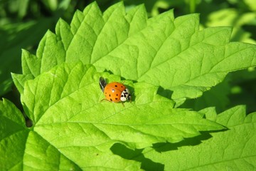 Ladybug on a green leaf in the garden