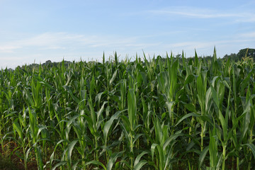 field of corn or Indian corn farming at autumn time 