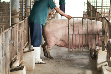 Farmers are corning back into the pig farm. Pig farm organic livestock rural agriculture.