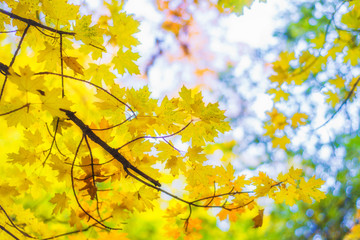 bright yellow autumn leaves on tree