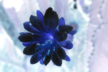 blue flower
