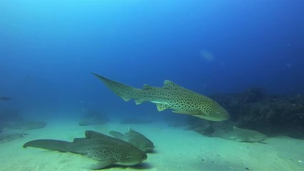 Zebra Sharks. Leopard Sharks. Graceful Peaceful Carpet Shark Swimming Over Calm Resting Sharks In Gentle Blue Sea Water & Beautiful Sand Reef & Sunlit Surface.Pelagic Bottom Dwelling Shark Marine Life